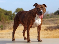 american_pit_bull_terrier.jpg