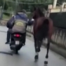 Cavallo traianto