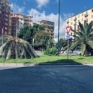 Napoli  piazza degli Artisti  aiuola con le palme